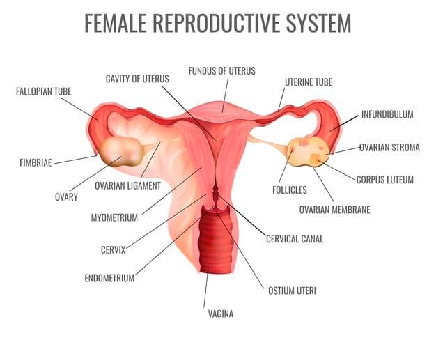 Female Reproductive System 