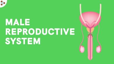 Male Reproductive System
