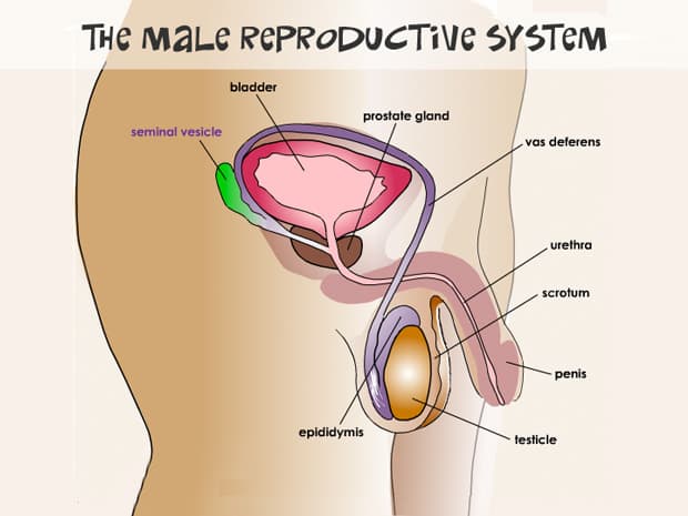 reproductive system of male